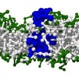 Permeability of lipid bilayers induced by polymers