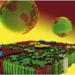 phase transitions in membranes